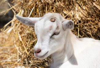 Disbudding Disasters: When Disbudding Goes Wrong